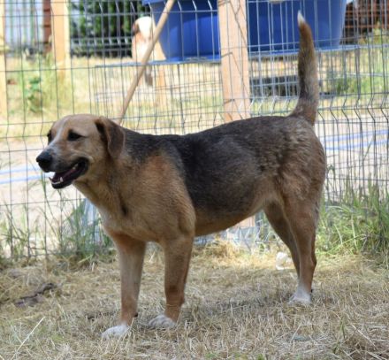 Willow sucht ihr Zuhause in Deutschland