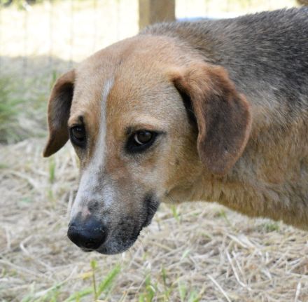 Willow sucht ihr Zuhause in Deutschland