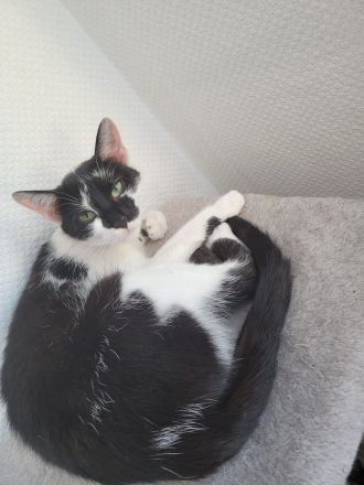 Katzenmädel abzugeben