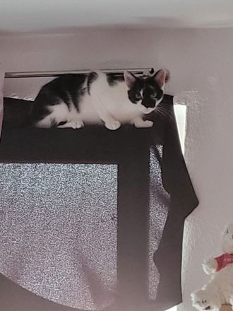 Katzenmädel abzugeben