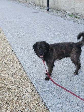 Wooly braucht ein Zuhause bei hundeerfahrenen Menschen