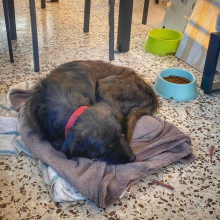 Wooly braucht ein Zuhause bei hundeerfahrenen Menschen