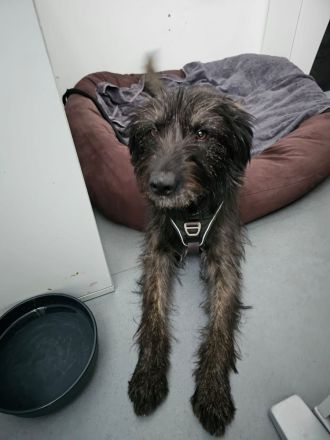 Wooly braucht ein Zuhause bei hundeerfahrenen Menschen