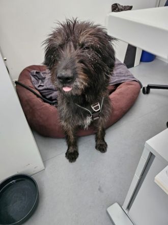 Wooly braucht ein Zuhause bei hundeerfahrenen Menschen