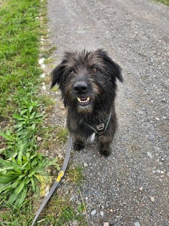 Wooly braucht ein Zuhause bei hundeerfahrenen Menschen