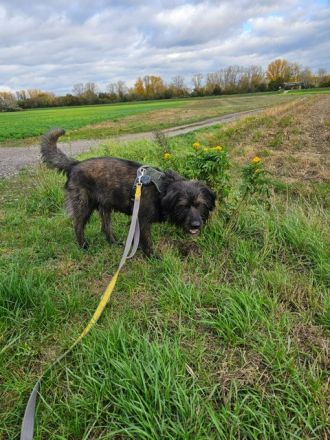 Wooly braucht ein Zuhause bei hundeerfahrenen Menschen