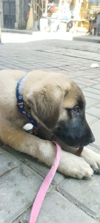 Kangal mix welpe sucht ein für immer zuhause
