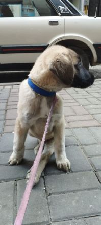 Kangal mix welpe sucht ein für immer zuhause