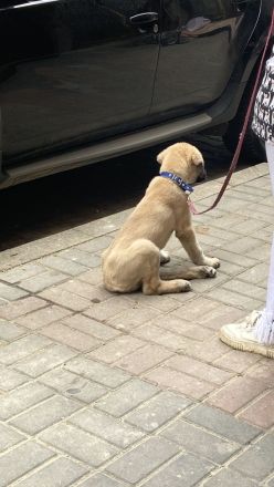 Kangal mix welpe sucht ein für immer zuhause
