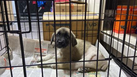 Kangal mix welpe sucht ein für immer zuhause