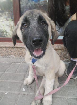 Kangal mix welpe sucht ein für immer zuhause