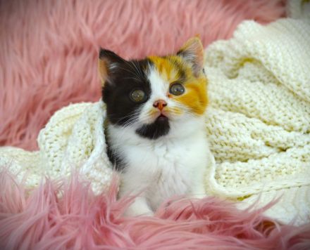 BKH & BLH mit Stammbaum - Wurfankündigung 2025-