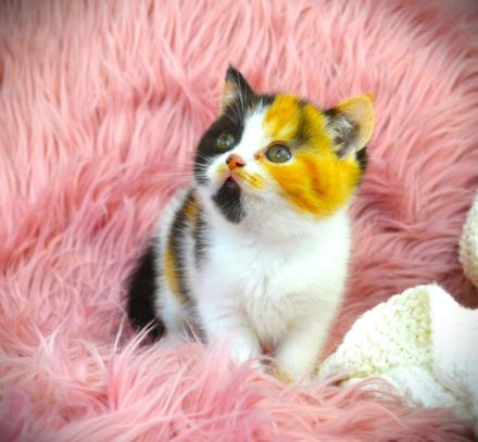 BKH & BLH mit Stammbaum - Wurfankündigung 2025-