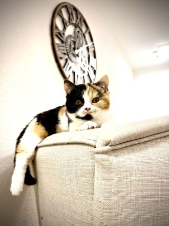 BKH & BLH mit Stammbaum - Wurfankündigung 2025-