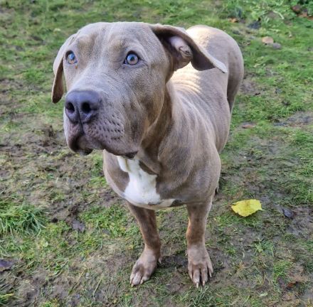 Xl Bully Kaufen
