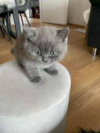 Bkh kitten