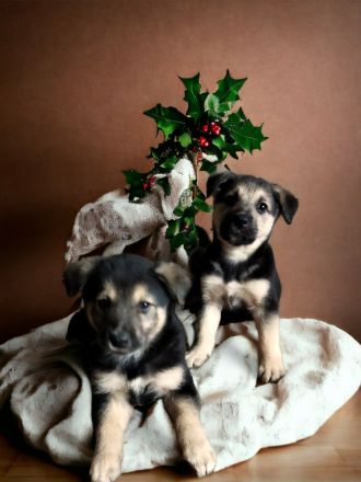 Schäferhund/Husky Mischlingswelpen Hündinnen