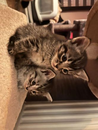 Bengal / Neva Masqurade Mix