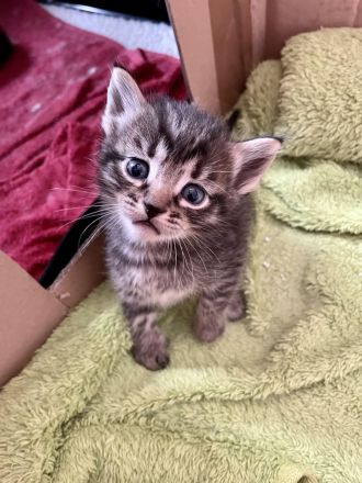 Bengal / Neva Masqurade Mix