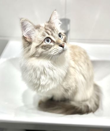 Bengal / Neva Masqurade Mix