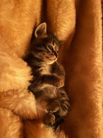 Bengal / Neva Masqurade Mix