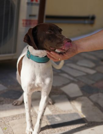 Jona, geb. ca. 11/2022, lebt in GRIECHENLAND, auf einer privaten Pflegestelle
