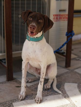 Jona, geb. ca. 11/2022, lebt in GRIECHENLAND, auf einer privaten Pflegestelle