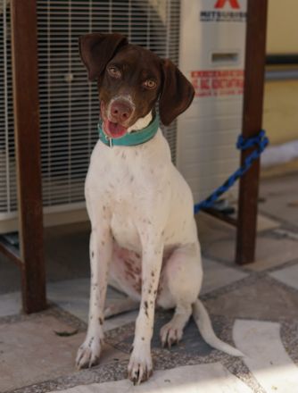 Jona, geb. ca. 11/2022, lebt in GRIECHENLAND, auf einer privaten Pflegestelle