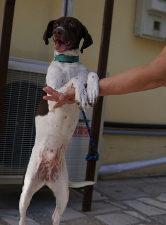 Jona, geb. ca. 11/2022, lebt in GRIECHENLAND, auf einer privaten Pflegestelle