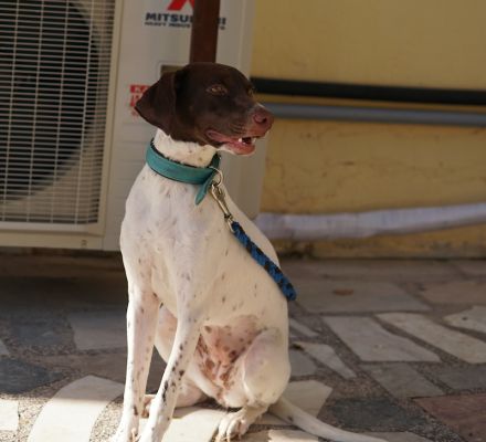 Jona, geb. ca. 11/2022, lebt in GRIECHENLAND, auf einer privaten Pflegestelle