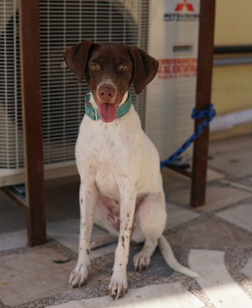 Jona, geb. ca. 11/2022, lebt in GRIECHENLAND, auf einer privaten Pflegestelle