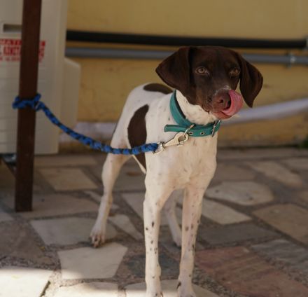 Jona, geb. ca. 11/2022, lebt in GRIECHENLAND, auf einer privaten Pflegestelle