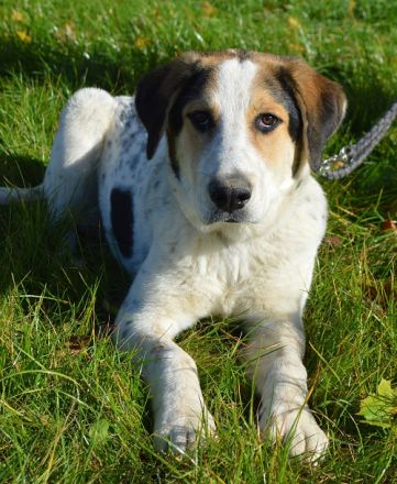 JIMI, Schäferhund-Herdenschutzhund Mix ***SGB 390,00 €*** in Chemnitz (Sachsen) // Snautz.de