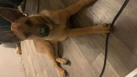 Mex sucht ein Zuhause