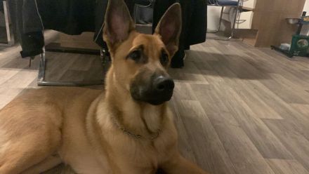 Mex sucht ein Zuhause