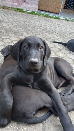 Süße Hundewelpen zu vermitteln, Geburtsdatum 30.07.2023, Abgabe ab sofort. Die Tiere waren erst kürz