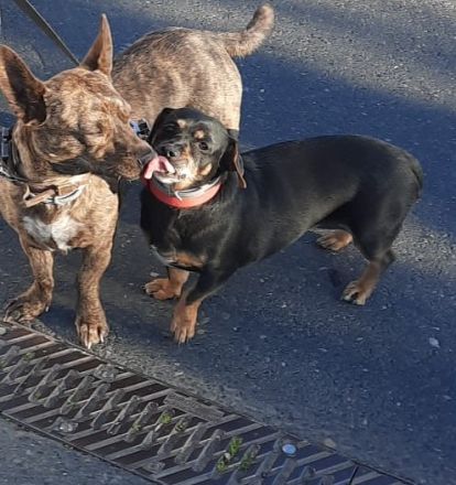 Tierpension gesucht für 2 kleine Hunde.