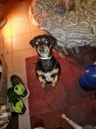 Tierpension gesucht für 2 kleine Hunde.