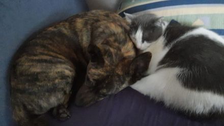 Tierpension gesucht für 2 kleine Hunde.