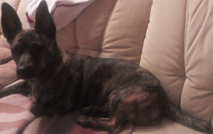 Tierpension gesucht für 2 kleine Hunde.