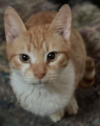 Robert, geb. ca. 02/2020, lebt in GRIECHENLAND, auf einer privaten Pflegestelle