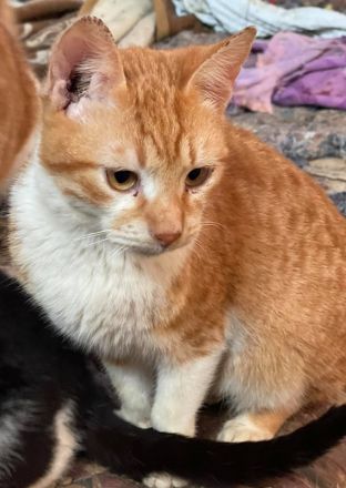 Robert, geb. ca. 02/2020, lebt in GRIECHENLAND, auf einer privaten Pflegestelle