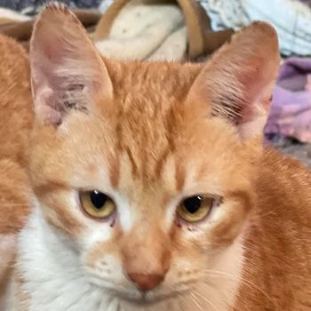 Robert, geb. ca. 02/2020, lebt in GRIECHENLAND, auf einer privaten Pflegestelle