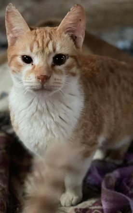 Robert, geb. ca. 02/2020, lebt in GRIECHENLAND, auf einer privaten Pflegestelle