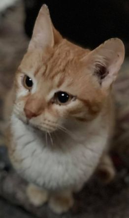 Robert, geb. ca. 02/2020, lebt in GRIECHENLAND, auf einer privaten Pflegestelle