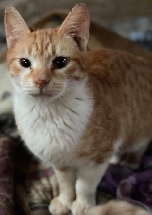 Robert, geb. ca. 02/2020, lebt in GRIECHENLAND, auf einer privaten Pflegestelle