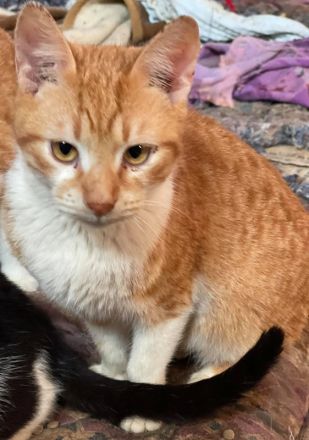 Robert, geb. ca. 02/2020, lebt in GRIECHENLAND, auf einer privaten Pflegestelle