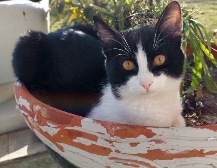 Tommy, geb. ca. 07/2023, lebt in GRIECHENLAND, auf einer privaten Pflegestelle