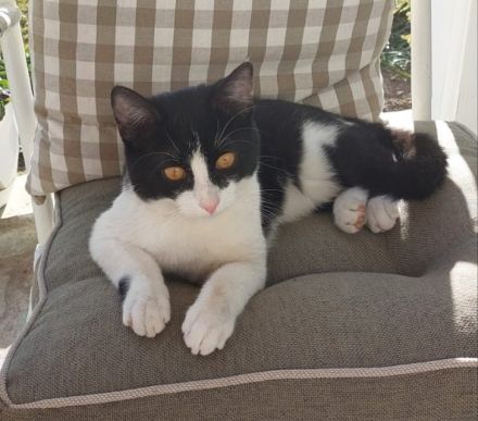 Tommy, geb. ca. 07/2023, lebt in GRIECHENLAND, auf einer privaten Pflegestelle