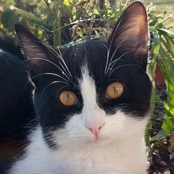 Tommy, geb. ca. 07/2023, lebt in GRIECHENLAND, auf einer privaten Pflegestelle